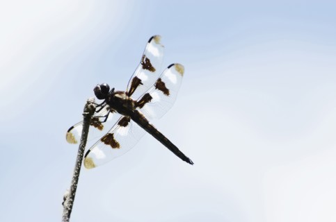 Dragonfly perching on branch
