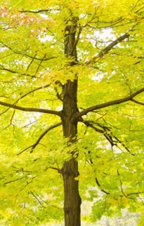 Sugar Maple tree in autumn