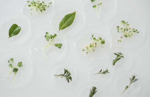 Close up of plants in laboratory glassware.