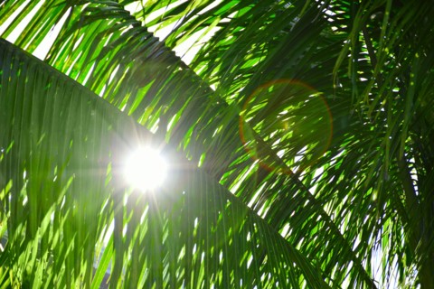 Sunlight behind palm leaves. Palm Beach, Florida.