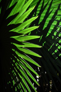 Sunlight in palm leaves. Palm Beach, Florida.