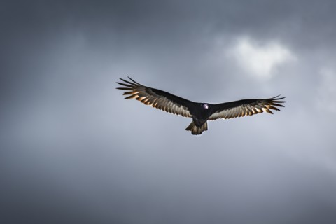 Hawk in flight.