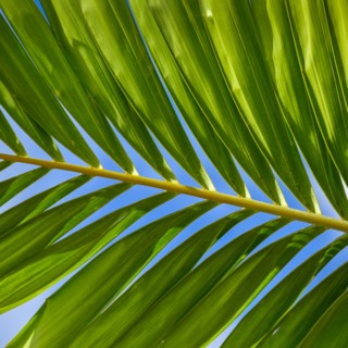 Sunlight in palm leaf. Palm Beach, Florida.