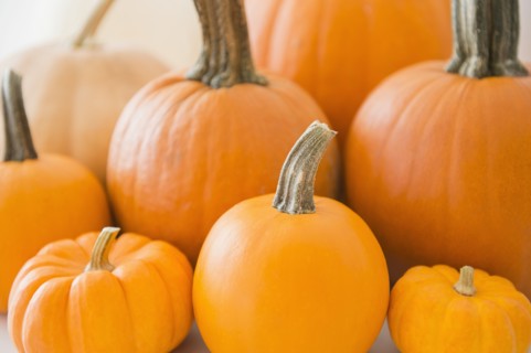 Studio Shot of orange pumpkins