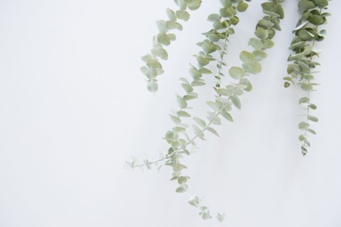 Studio Shot of stems of eucalyptus