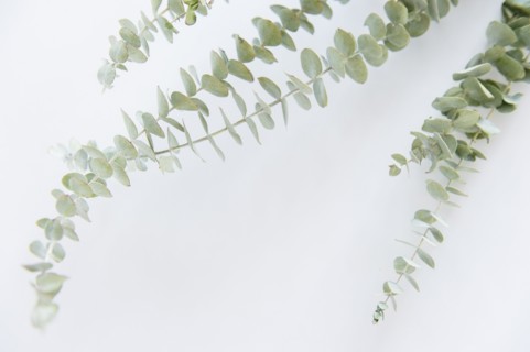 Studio Shot of stems of eucalyptus