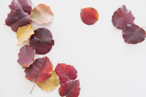 Studio Shot of colorful leaves