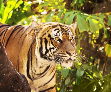 Close up of tiger