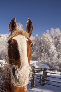Portrait of horse on farm in winter