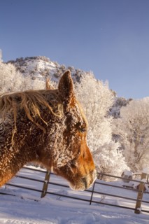 Portrait of horse on farm in winter