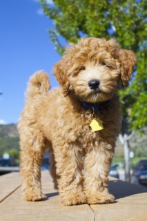 Portrait of cute young dog