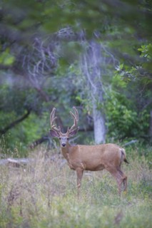 View of deer in forest