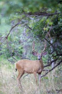 View of deer in forest