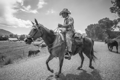 Cowboy with cattle