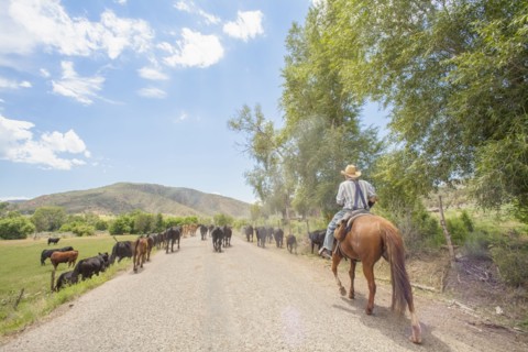 Cowboy with cattle