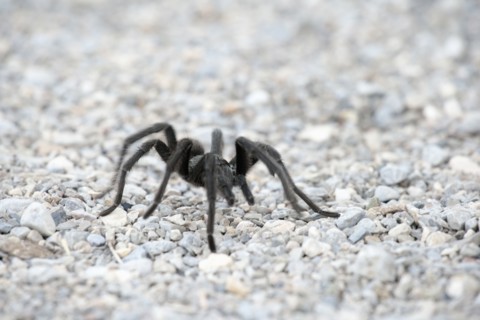 Close-up view of tarantula on pebbles