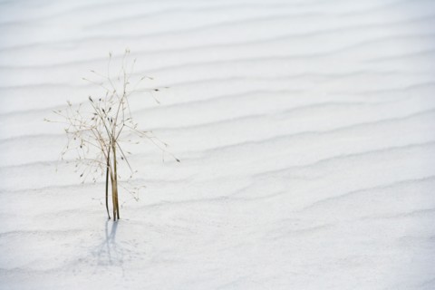 Plant growing in sand