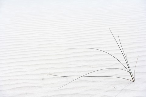 Plant growing in sand
