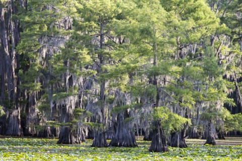 Green trees