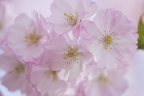 Close-up of cherry blossom