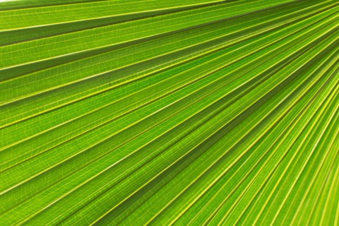 Extreme close up of palm leaf