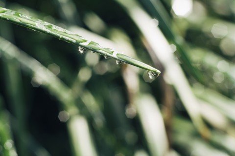 Close up of dew on grass