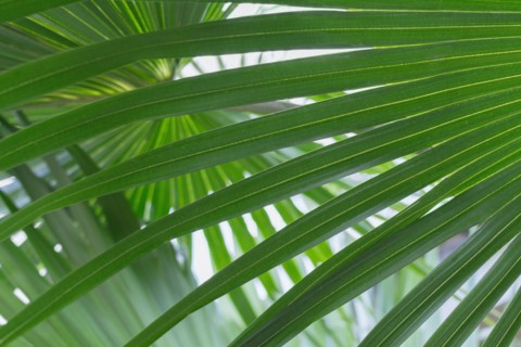 Close up of palm leaf