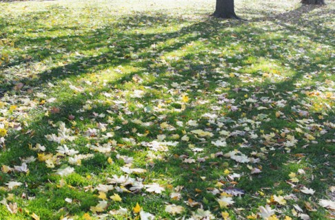 Fallen leaves at Central Park
