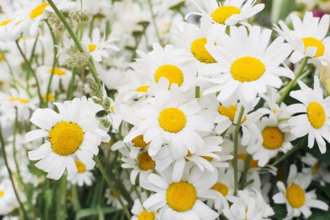 Close up of white flowers