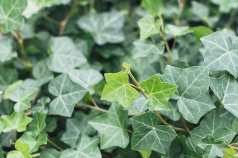Close up of ivy leaves