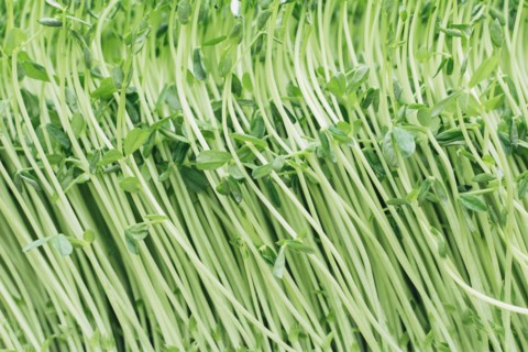 Close up of sweet pea sprouts