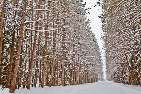 View of road in snowy forest