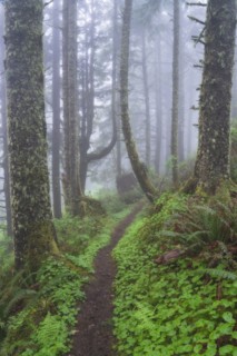 Footpath in foggy forest