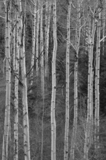 View of birch tree forest