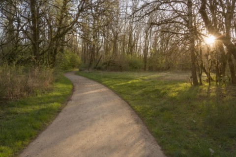 Footpath in park