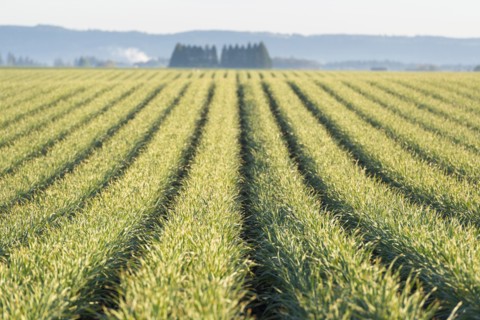 View of rows of plants in field