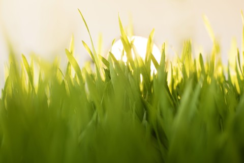 Grass at sunrise.