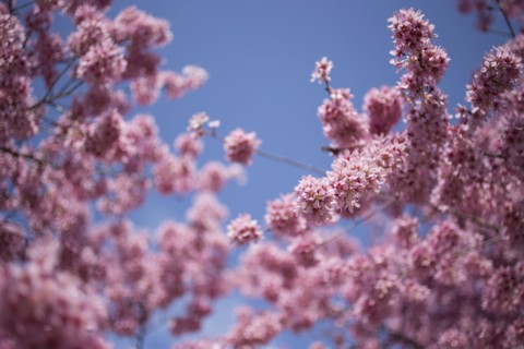 Cherry tree in blossom