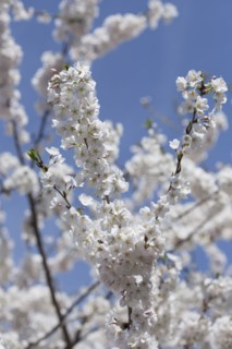 Cherry tree in blossom