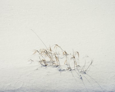 Grass in winter snow
