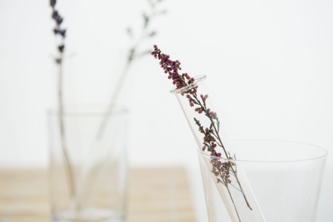 Lavender in vase