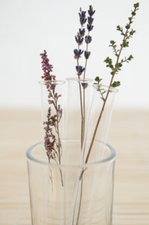 Lavender in vase