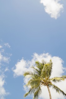 Palm tree against clouds and sky