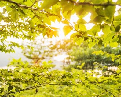 Green tree branch in sunlight