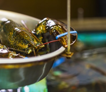 Close up of scale with lobster