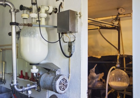 Milking cows in barn