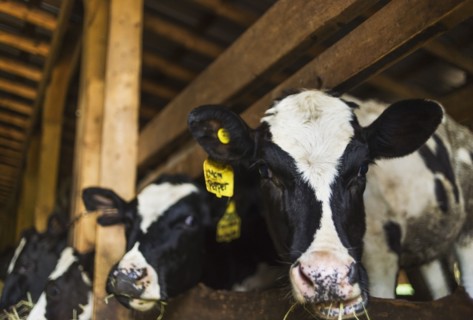 Cows in barn