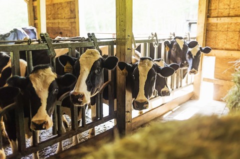 Cows in barn