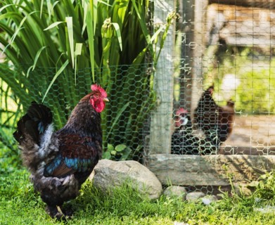 Hens on farm
