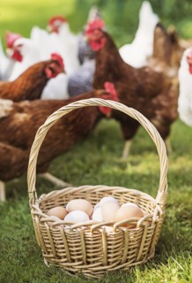 Basket with eggs and hens